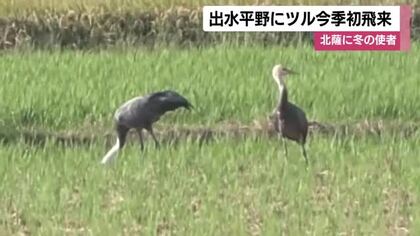 国内最大のツルの越冬地　鹿児島・出水平野にツル　2025シーズン初飛来　　