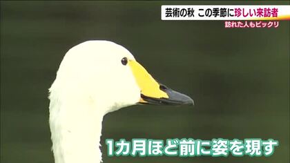 サギじゃない？…確認したら白鳥でした。　冬の使者が真夏の福島で避暑？　突然現れ子供たちからは「夏だから変だな」自然豊かな芸術施設に珍客