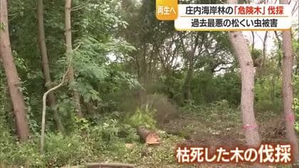 松くい虫被害のクロマツ・危険木を伐採　庄内海岸林の再生・被害拡大防止のため　山形