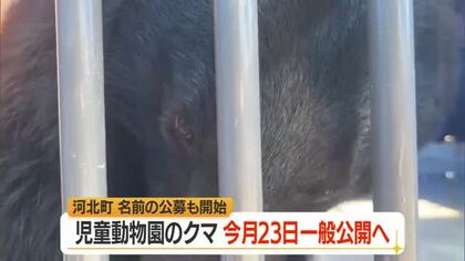 保護された野生のクマ7月23日から一般公開・ウェブで名前も募集　山形・河北町児童動物園