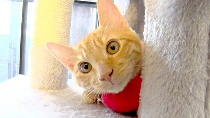 子猫がエンジンルームの中に…脱水症状で命の危機　住民や警察官、整備士の8人が駆け付け連携プレー　心温まる救出劇　