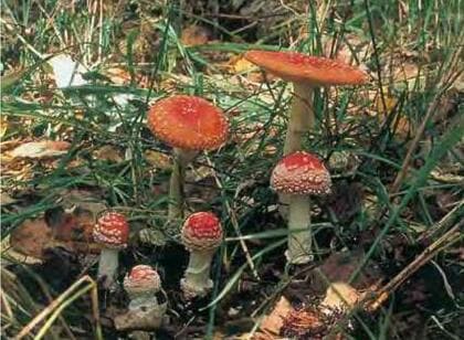 【毒キノコ食中毒】「縦に割けるものは食べられる」「虫が食べたものは食べられる」といった誤った言い伝えを信じないで…北海道では1989年以降355人が被害