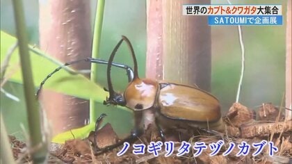 世界のカブトムシやクワガタが大集合 昆虫とのふれあいで大人も大興奮！ 思わず童心に返ってしまう企画展｜FNNプライムオンライン