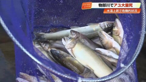 渇水でアユ大量死か　10分で100匹回収「非常に危機的」高知の清流・物部川　気候変動で水温上昇しやすく