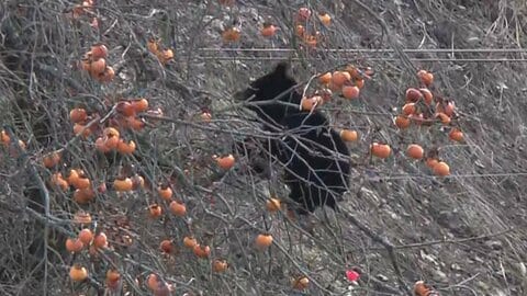 柿をムシャムシャ…体長50センチの子グマが木の上で7時間以上居座り　専門家「本来であれば冬眠」「親からはぐれたか」　福島