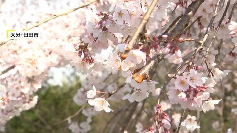 名所「大原大しだれ桜」十数本の枝に切られた痕　樹齢200年…管理会社「老木だが大事にしてほしい」　大分・日田市