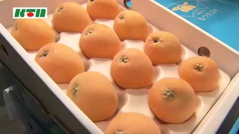 初夏の味覚「びわ」卸売市場でおいしさをPR　長崎は日本一の生産量！大玉の「なつたより」は甘み十分で生育は順調