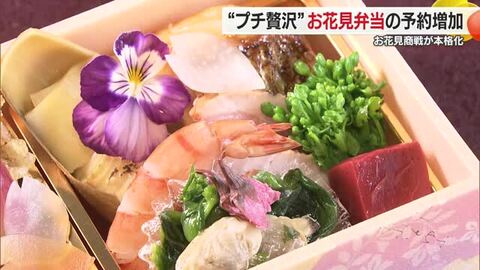 宇和島でサクラ満開！松山でもすでに花見「特別に豪華に」弁当トレンドは「プチぜい沢」【愛媛】