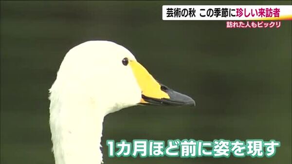 サギじゃない？…確認したら白鳥でした。 冬の使者が真夏の福島で避暑