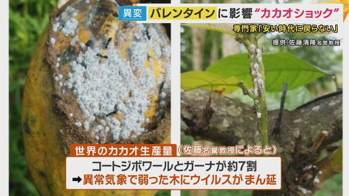 カカオの木にウイルスが蔓延、生産量が激減