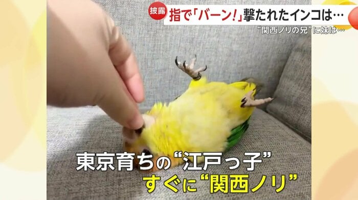 東京育ちで見事な“関西ノリ”を持つあめちゃん(視聴者撮影)