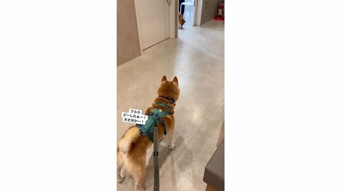 診察室からうららちゃんが顔を出す