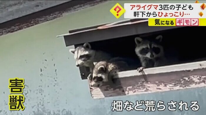 (FNN投稿サイト「ビデオPost」)