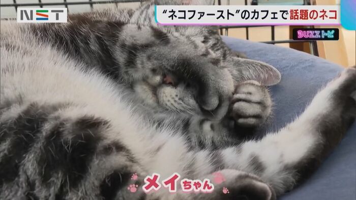 話題の メイちゃん。腕で目を覆うようにして、スヤスヤ