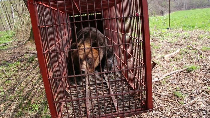 苫前町で捕獲されたクマ