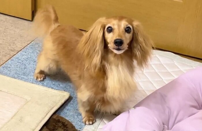 理事長ちゃん