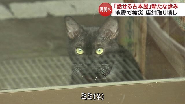 飼い猫の「ミミ」ちゃん