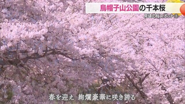 大雪による枝折れにも負けず、ことしも満開のサクラが咲き誇った