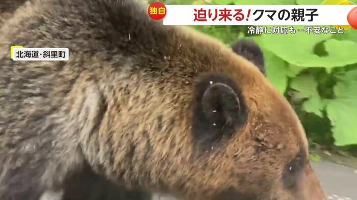 撮影者の車の真横を通ったクマ(視聴者提供)