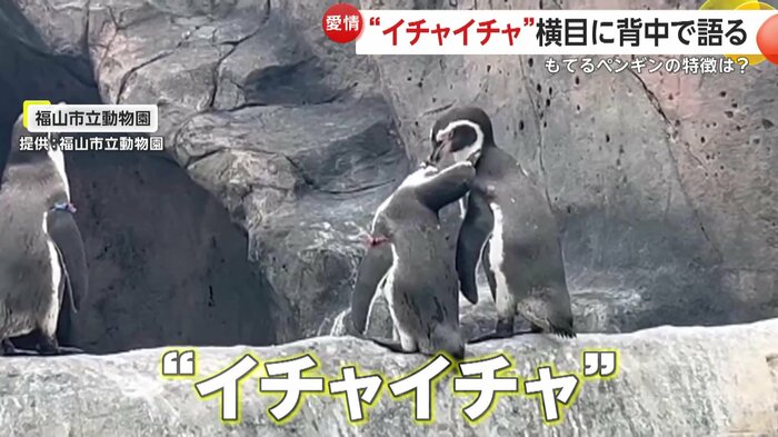 人目もはばからず“イチャイチャ”するカップルペンギン