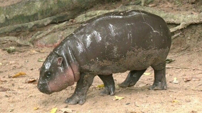 “豚肉団子”の名前を持つムーデン (写真：khao kheow open zoo 2024年)