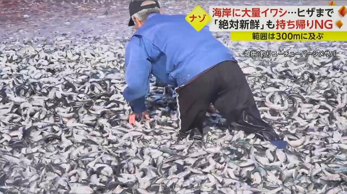 一歩踏み出すと、膝の上までイワシに埋る
