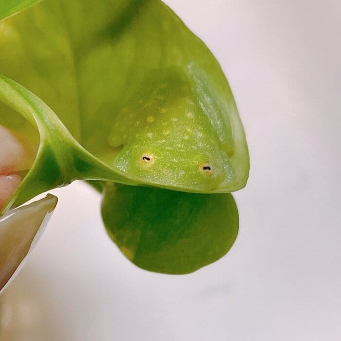 上から見てみると、うっすらカエルの姿が確認できる