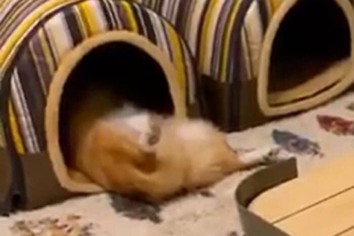 仰向けで大胆に寝るちいくん