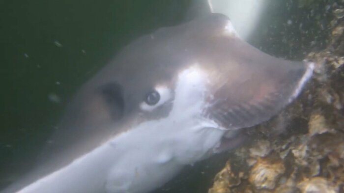 目がギロリ…貝を食べるナルトビエイ 撮影:林 義雄(セシルリサーチ)