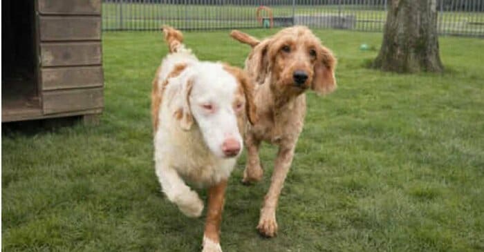 左がスティービー　右がサンディー