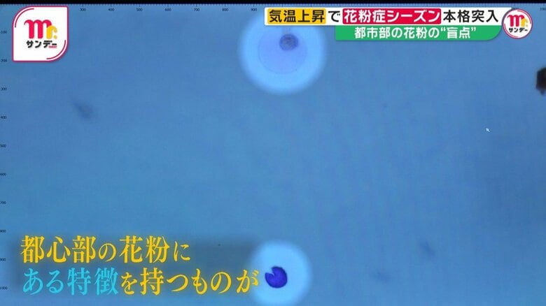 “花粉爆発”で症状重くなる可能性も　都市部の花粉の“盲点”…飛散数少なくても要注意　“ガーゼでくるんだ綿”で対策｜FNNプライムオンライン