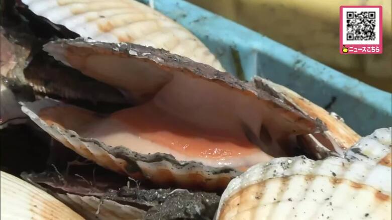 漁師さんオススメは「貝に乗せて焼く！」　春のホタテ漁始まる…豊漁＆サイズも大きい　北海道・根室湾｜FNNプライムオンライン