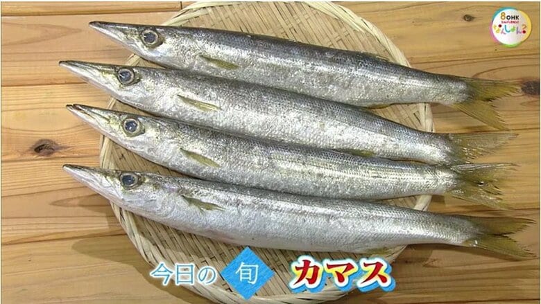 年に２度旬を迎える魚！？「カマス」の魅力は鮮魚のプロおすすめの「塩焼き」で味わえるホクホク食感【瀬戸内旬紀行　岡山・香川発】｜FNNプライムオンライン