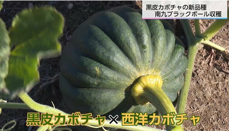 高級な黒皮カボチャと育てやすい西洋カボチャの“いいとこどり”　糖度が高く料理に使いやすい新品種“南九ブラックボールNo.3（NBB）”｜FNNプライムオンライン