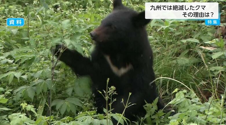 なぜ九州にクマはいない？最後の捕獲は1957年　専門家「落葉樹が少なくクマの好む環境が少ないため」と分析　“関門海峡”を渡る可能性は？｜FNNプライムオンライン