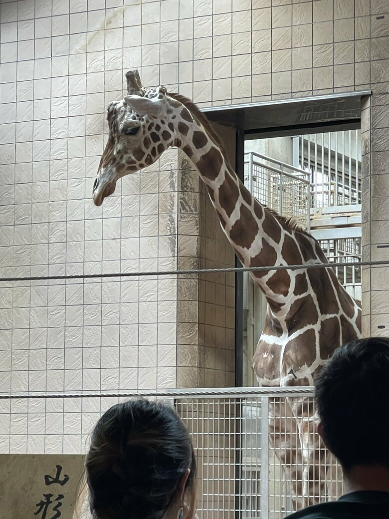 6月21日は「世界キリンの日」　動物の中で最も首が長～いキリンが“体重測定”…1トン超え！　大阪市の天王寺動物園｜FNNプライムオンライン