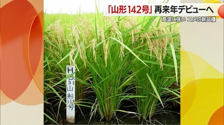 “暑さに強い”コメの新品種「山形142号」が2027年デビューへ　温暖化による農業への影響緩和に期待【山形発】｜FNNプライムオンライン