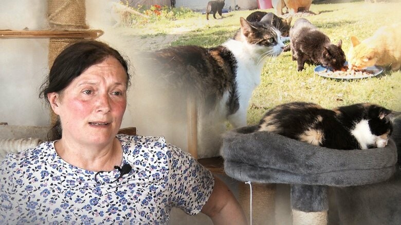 自宅に350匹超の猫　食費は年間2400万円――すべてを手放した女性が、それでも保護を続ける理由　イギリス｜FNNプライムオンライン