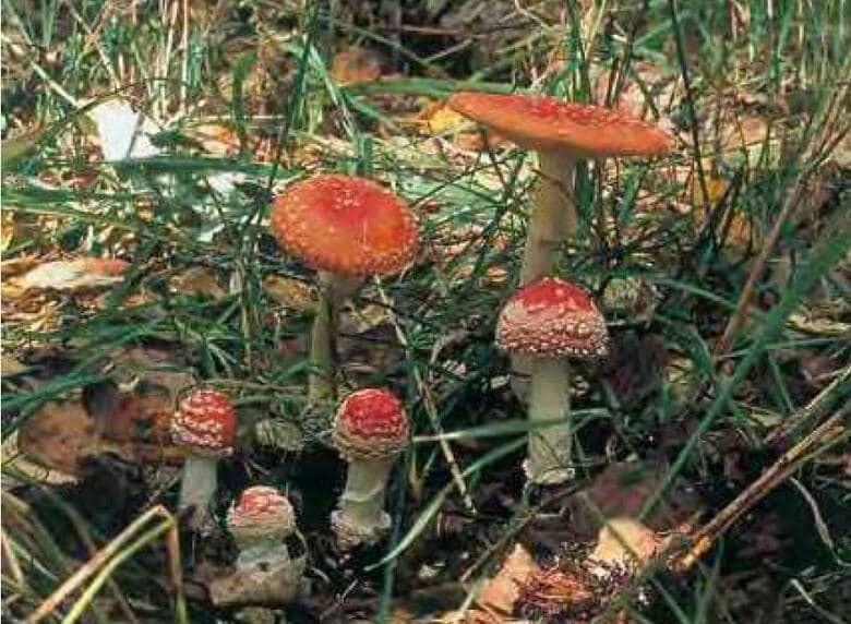 【毒キノコ食中毒】「縦に割けるものは食べられる」「虫が食べたものは食べられる」といった誤った言い伝えを信じないで…北海道では1989年以降355人が被害｜FNNプライムオンライン