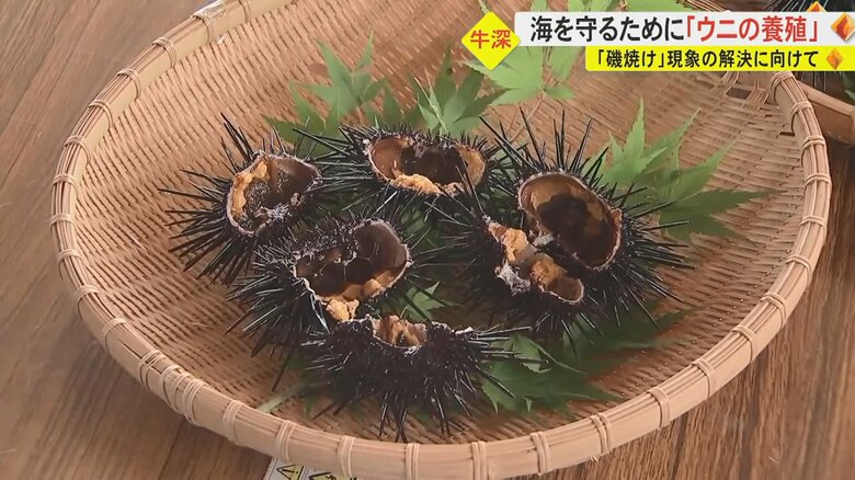 「磯焼け」で海藻が…　天草名産のウニを養殖へ　実入りや食味よく環境保全にも【熊本発】｜FNNプライムオンライン