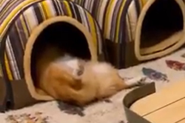 仰向けで大胆に寝るちいくん