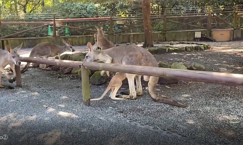 投稿動画の後 母親と合流しポケットに戻っていく様子