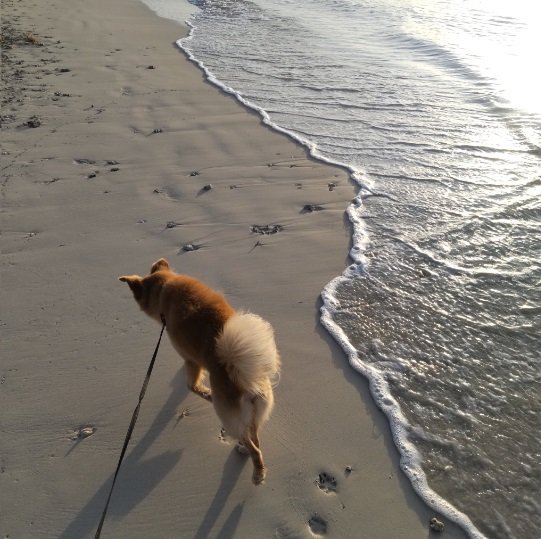 海で遊ぶ大吉くん