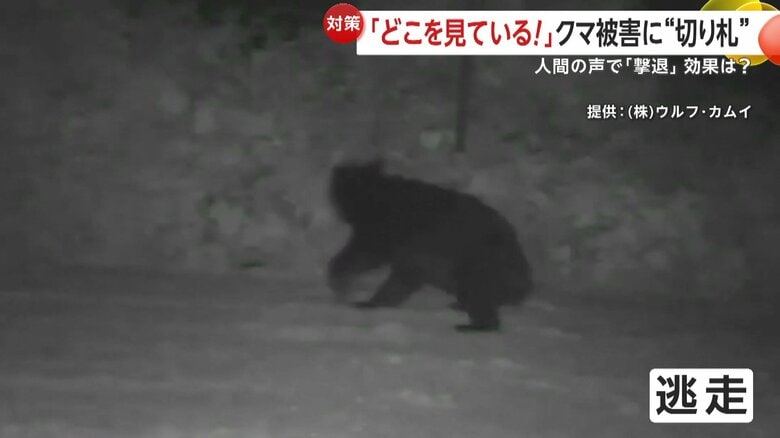 クマも一目散に逃走