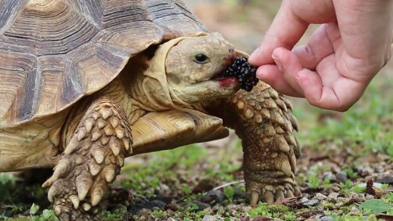 大きくなると、人間の手からエサをもらうように