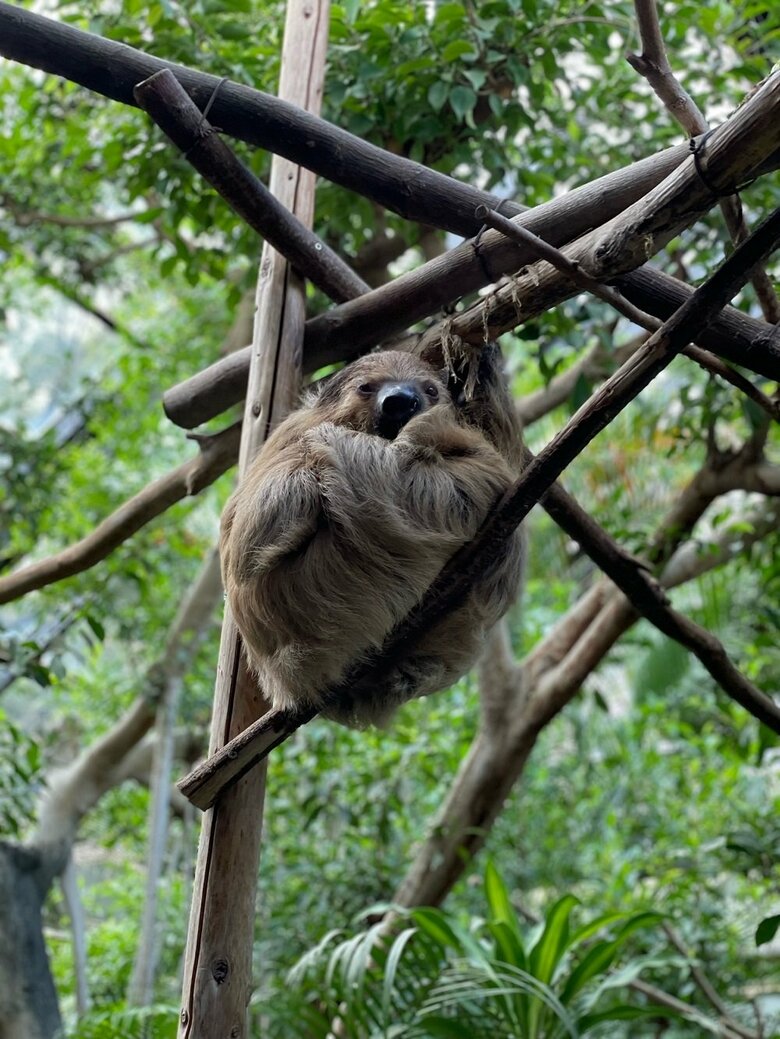 木の上で過ごすナマケモノ　アジェンダくん（提供：神戸市立王子動物園）