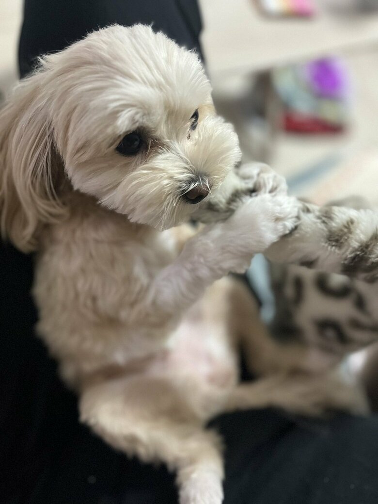 現在のみるくちゃん　毛並みもよくふっくら
