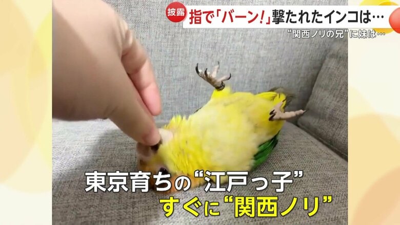 東京育ちで見事な“関西ノリ”を持つあめちゃん（視聴者撮影）