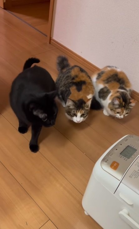 最後は3匹揃ってジーッ