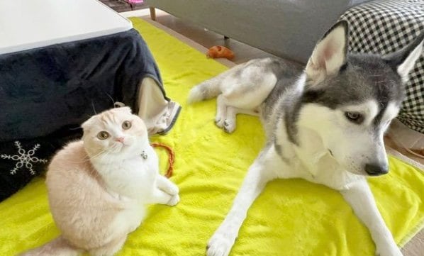 提供：犬と猫の親バカ日記さん